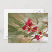 Carte Postale Fleurs de gomme (Devant / Derrière)