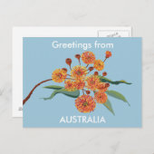Carte Postale Fleurs de gomme australienne (Devant / Derrière)