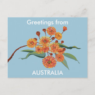 Carte Postale Fleurs de gomme australienne