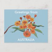 Carte Postale Fleurs de gomme australienne (Devant)