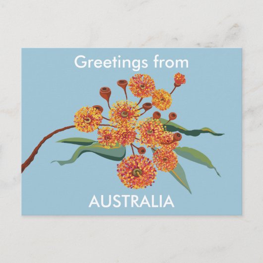 Carte Postale Fleurs de gomme australienne (Devant)