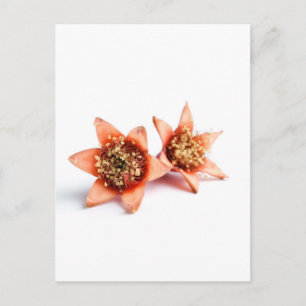 Carte Postale Fleurs de grenade