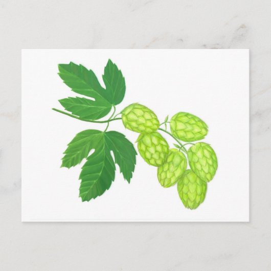 Carte postale Fleurs de houblon (Devant)