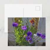 Carte Postale Fleurs de jardin (Devant / Derrière)