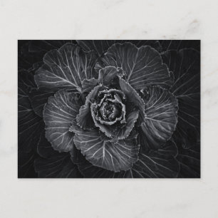 Carte Postale Fleurs De jardin En Noir Et Blanc No 108