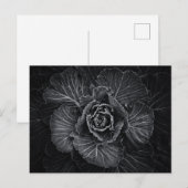 Carte Postale Fleurs De jardin En Noir Et Blanc No 108 (Devant / Derrière)