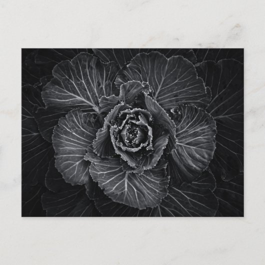 Carte Postale Fleurs De jardin En Noir Et Blanc No 108 (Devant)
