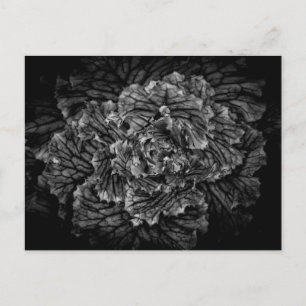 Carte Postale Fleurs De jardin En Noir Et Blanc No 42