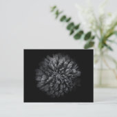 Carte Postale Fleurs De jardin En Noir Et Blanc No 68 (Debout devant)