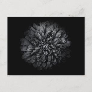 Carte Postale Fleurs De jardin En Noir Et Blanc No 68