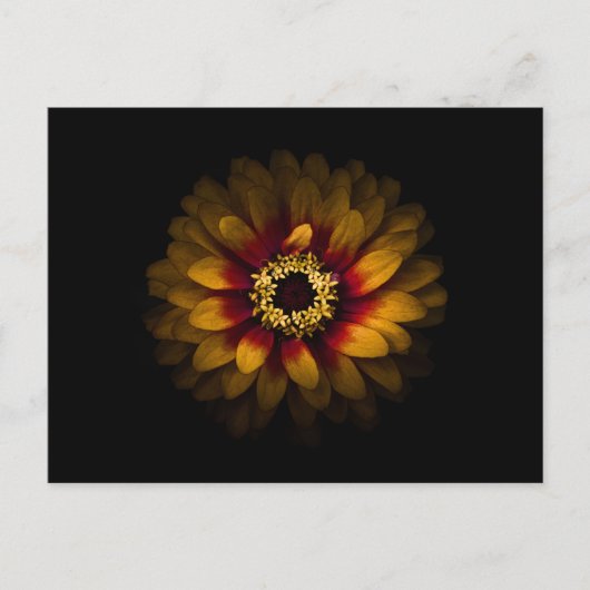 Carte Postale Fleurs de Jardin No 69 Version Couleur (Devant)