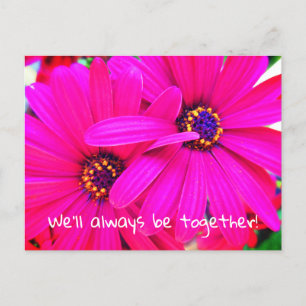 Carte Postale Fleurs de jardin violet brillant Osteospermum