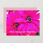 Carte Postale Fleurs de jardin violet brillant Osteospermum (Devant / Derrière)