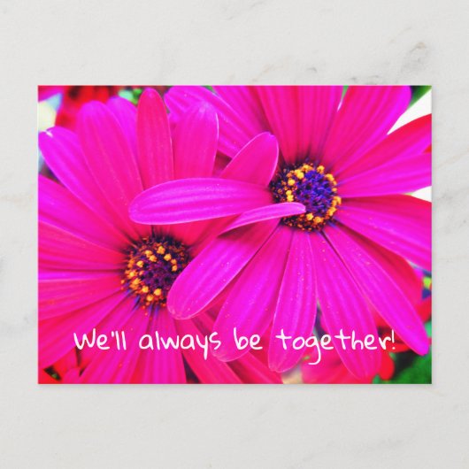 Carte Postale Fleurs de jardin violet brillant Osteospermum (Devant)