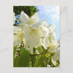 Carte Postale Fleurs de Jasmin