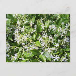 Carte Postale Fleurs de Jasmin Blanches