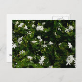 Carte Postale Fleurs de jasmin Botanique tropicale florale (Devant / Derrière)
