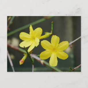 Carte postale Fleurs de jasmin d'hiver