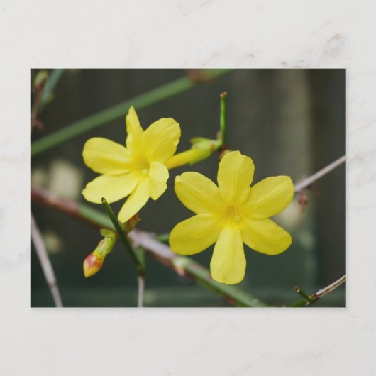 Carte postale Fleurs de jasmin d'hiver (Devant)