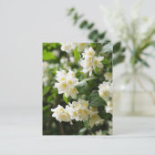 Carte Postale Fleurs de jasmin en gros plan (Debout devant)