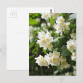 Carte Postale Fleurs de jasmin en gros plan (Devant / Derrière)