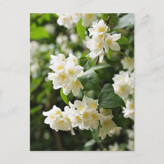 Carte Postale Fleurs de jasmin en gros plan (Devant)