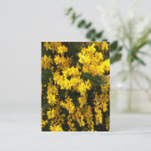 Carte Postale Fleurs de la Bell jaune — Amérindiens (Debout devant)