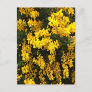 Carte Postale Fleurs de la Bell jaune — Amérindiens