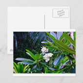 Carte Postale Fleurs de la Plumeria tropicale (Devant / Derrière)