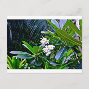 Carte Postale Fleurs de la Plumeria tropicale