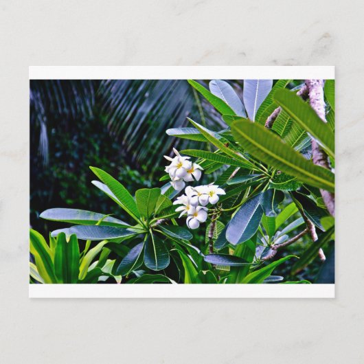Carte Postale Fleurs de la Plumeria tropicale (Devant)