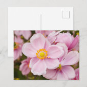 Carte Postale Fleurs de l'anémone japonaise (Devant / Derrière)
