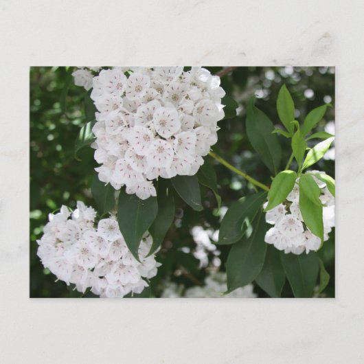 Carte Postale Fleurs de laurier blanc (Devant)
