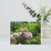 Carte Postale Fleurs de lauriers roses (Debout devant)