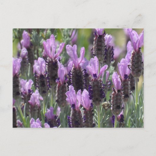 Carte Postale Fleurs de lavande (Devant)