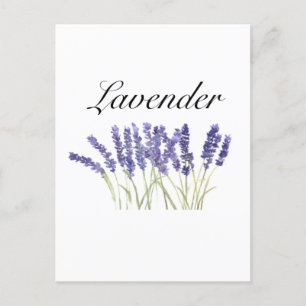 Carte Postale Fleurs de lavande aquarelle herbes violet chic