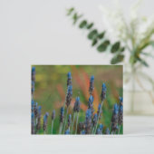 Carte postale Fleurs de lavande bleu violet (Debout devant)