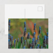 Carte postale Fleurs de lavande bleu violet (Devant / Derrière)