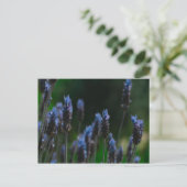 Carte postale Fleurs de lavande bleu violet (Debout devant)