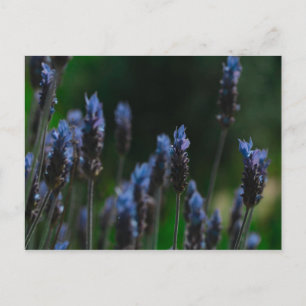 Carte postale Fleurs de lavande bleu violet