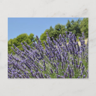 Carte Postale Fleurs de lavande dans le champ en été, Provence