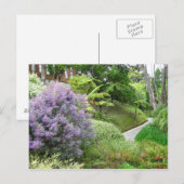 Carte Postale Fleurs de lavande en Nouvelle-Zélande. (Devant / Derrière)