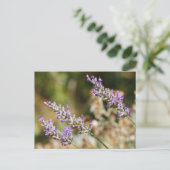 Carte Postale Fleurs de lavande violette (Debout devant)