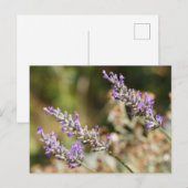 Carte Postale Fleurs de lavande violette (Devant / Derrière)