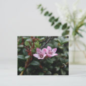 Carte Postale Fleurs de l'Azalée alpine, île de l'Unalaska (Debout devant)