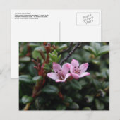 Carte Postale Fleurs de l'Azalée alpine, île de l'Unalaska (Devant / Derrière)