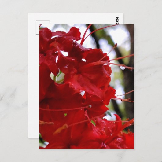 Carte Postale Fleurs de l'Azalée Rouge (Devant / Derrière)