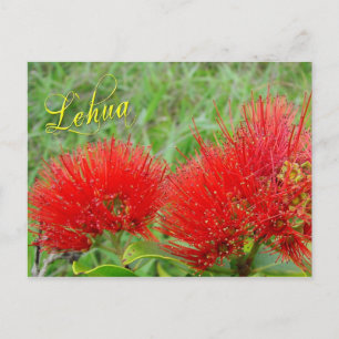 Carte Postale Fleurs de Lehua rouge à Maui