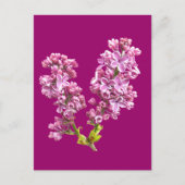 Carte postale - Fleurs de lilas (Devant)