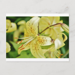Carte Postale Fleurs de Lily Mariage